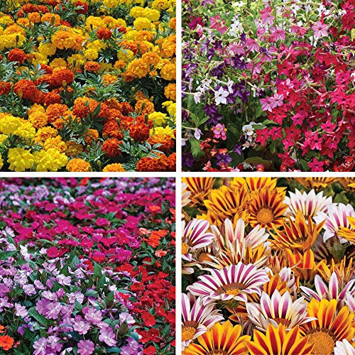 Garden Ready Bedding Collection Summer Flowering Tender Annual Mix Ideal Patio & Ground Cover Easy to Grow 120x Garden Ready Plants by Thompson and Morgan