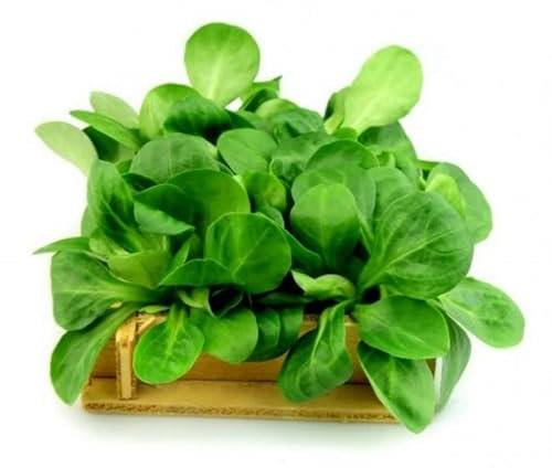 Semillas Naturales de Canónigos o Valerianella Locusta Planta para Ensalada