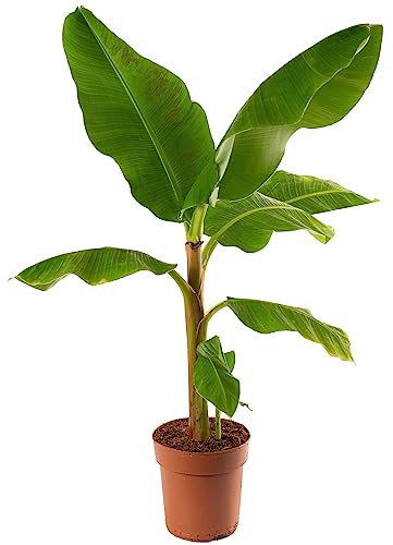 Musa Dwarf Cavendish, un bananier nain exotique d'intérieur, facile à cultiver et produisant des fruits.