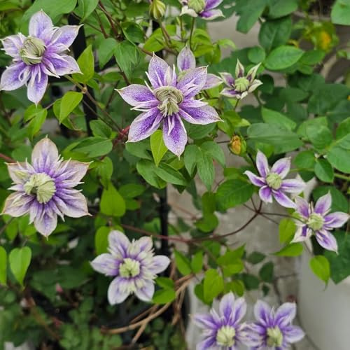 clemátide clematis Decoraciones jardín exteriores Cubresuelos 4bulbos