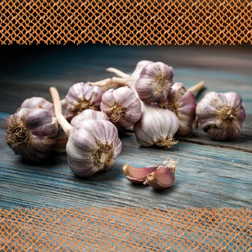 FLORTUS – Winterpflanzknoblauch Ljubascha 500 g zertifiziertes Pflanzgut, keine Samen – Knollengröße 40-50 mm – winterhart, intensiv-scharfer Knoblauch aus Ukraine