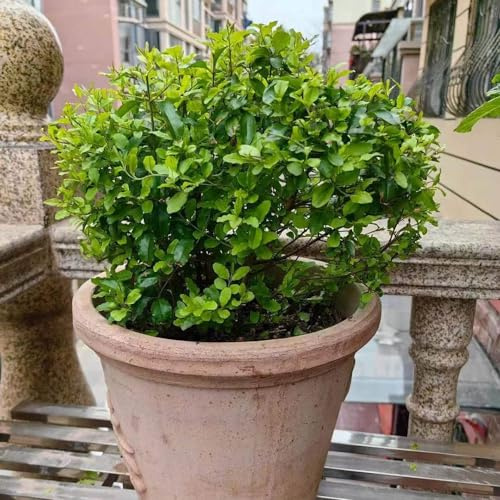 aligustre - jardín rápido crecimiento jardín balcón invernadero semillas 50pcs