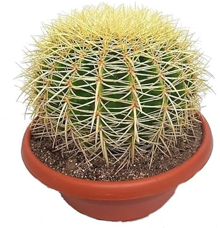 Cactus Grusonii: el Tesoro Esférico un Cactus Natural para tu Hogar