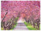 Nexos Trading LED Wandbild Leinwandbild mit Beleuchtung Fotodruck Allee 30x40 cm Kunstdruck Leuchtbild Frühling Blüten 40 Glasfaser-LED weiß