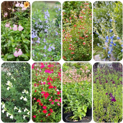 salvia - Salvia greggii de interior jardín sostenibles decor 200semillas