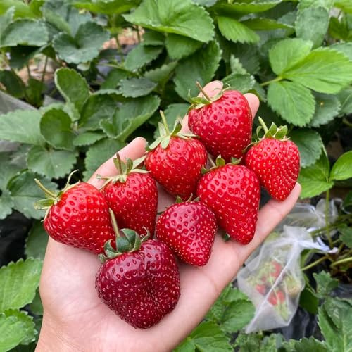 Semillas de fresa, regalos para los amantes del jardín semillas de interior para lugares soleados 30pcs