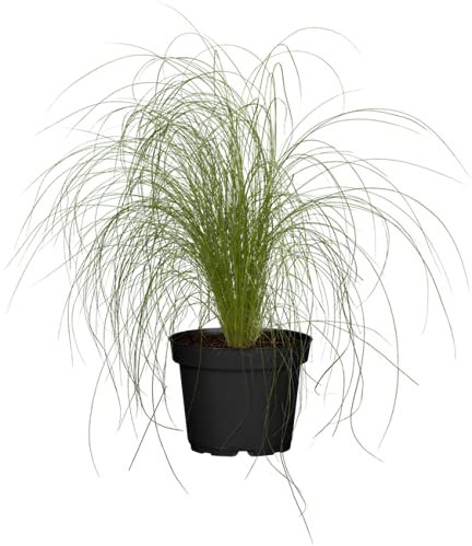 Federgras Stipa Ponytails Ziergras im Topf gewachsen (2 L XL Pflanze)