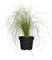 Federgras Stipa Ponytails Ziergras im Topf gewachsen (2 L XL Pflanze)