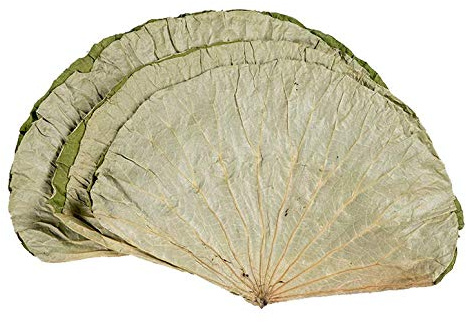 Infinitely Great Home Decor Center 500 g Feuilles de lotus séchées pour la cuisson du riz asiatique et des emballages alimentaires