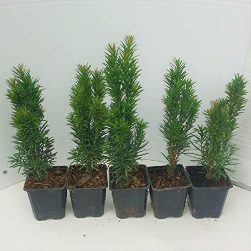 10 Stück Säuleneibe Taxus baccata Fastigiata Robusta Eibe ca.10-20 cm