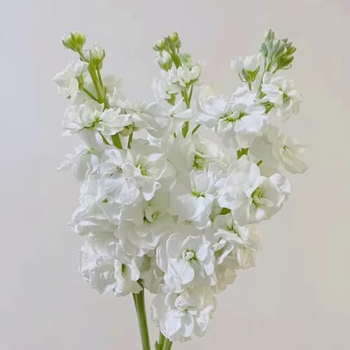 350 pcs usambaraveilchen samen blumen saatgut balkonpflanzen garten pflanzen winterharte, veilchen samen, winterharte kübelpflanzen levkojen pflanzen garten, blumen balkon topfpflanzen