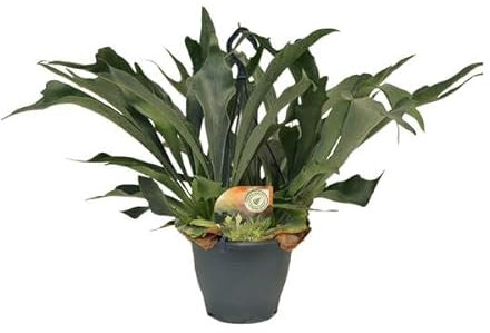 Geweihfarn - Platycerium Bifurcatum - Zimmerpflanze - Ø21cm - 50cm