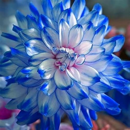 Dahlia Bulbs Garden Crop for Planting Now UK Strong Plants That Grow Well Mix Golden Jade Carving Feels Beautiful Now Mixed