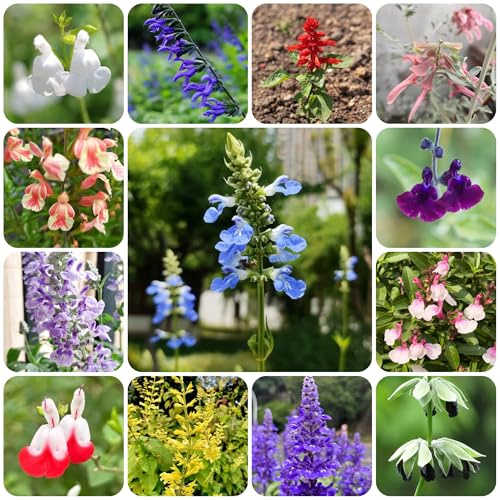 semillas de salvia - salvia - de jardín resistentes, jardín decoración sala estar, sostenibles balcones en lugares 750semillas