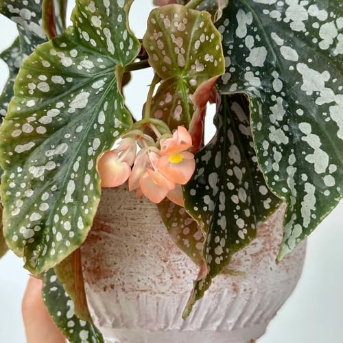 semillas de begonia resistentes jardines de rocas Begonia trucha interior decoración sala estar variedades antiguas orgánicas verdes exóticas resistentes 280pcs