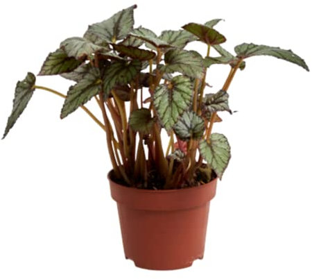 Verdecora Begonia Rex | Planta de los mil colores | Planta natural de interior en maceta de Ø13cm (Tonos Blancos) (altura total aproximada 20-25cm)