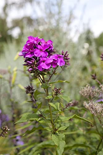 Phlox paniculata 'Starfire' 11x11 cm Topf – Winterhart, Mehrjährig, Pflegeleicht – Flammenblume – Staude für Beet & Garten