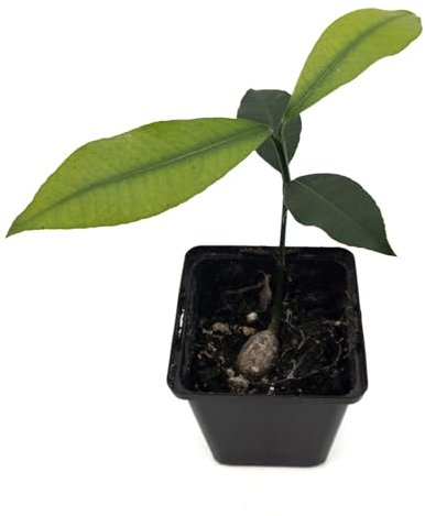 1 árbol frutal Luc's Garcinia | Variedad regular | Cultivado en maceta de 7 cm a partir de semillas de México | Raro en la UE | Garcinia Mexicana | Limoncillo | Mangostán mexicano