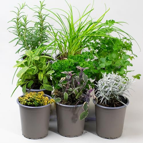 9 x Mixed Herbs - Plants Outdoor Garden Ready or Great House Plants, Thyme, Oregano, Rosemary & Chives, Create Your own herb Garden