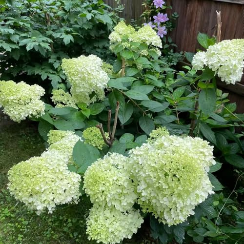 ortensia a pannocchia, ortensie a pannocchia da balcone insoliti ortensie Decorazioni per giardini esterni, aromatiche, rampicanti, da giardino roccioso 130semi