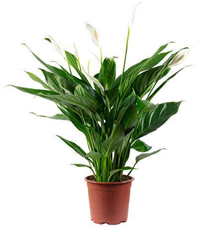 Einblatt 4-8 Blüten/Knospen - echte Zimmerpflanze, Spathiphyllum - Höhe ca. 70 cm, Topf-Ø 17 cm