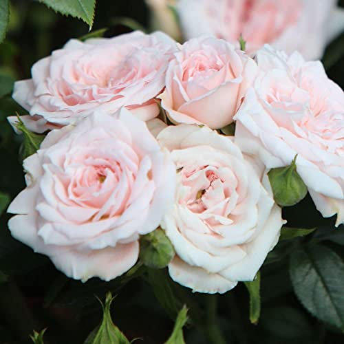 Plant Theory A Whiter Shade of Pale Rose Bush White Flowering Roses Hybrid Tea Rose 4L Pot
