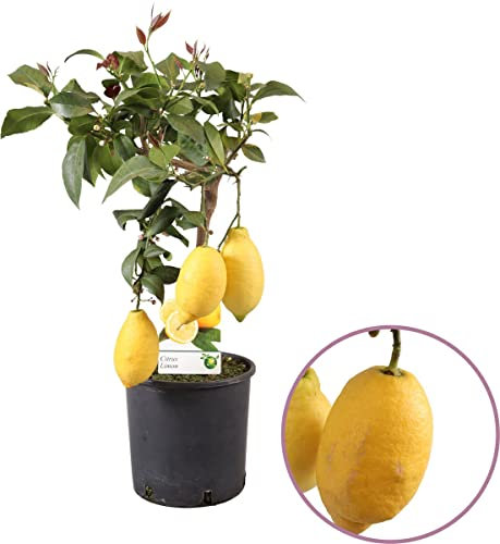 DECOALIVE Limonero 4 Estaciones Árbol Frutal Natural