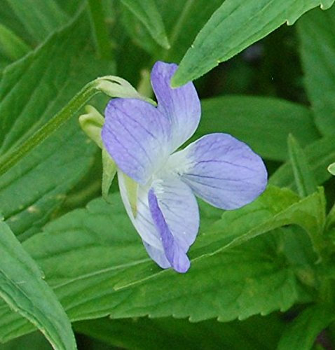 Hohes Veilchen - Viola elatior