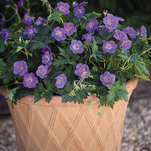 Geranium 'Rozanne', Cranesbill, Hardy Perennial, 6X Geranium Jumbo Plug Plants by Thompson and Morgan (6)