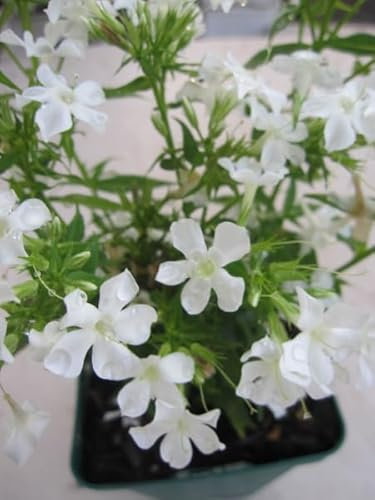 Flammenblume Early White - Phlox paniculata Early White
