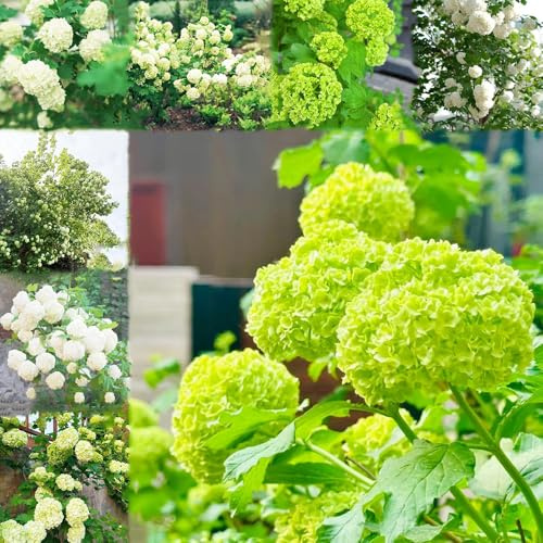 Hortensia bola de nieve resistente - semillas de oficina semillas para camas elevadas hortensia resistentes 350pcs