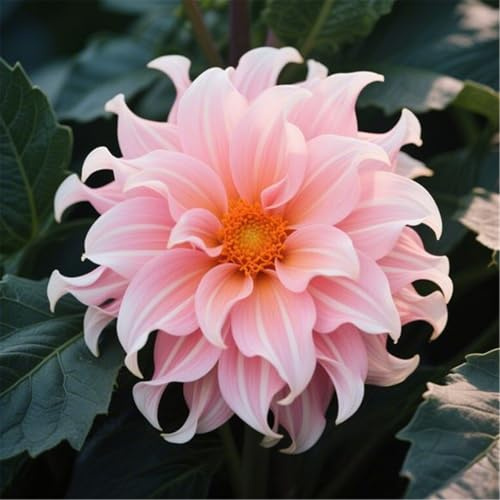 Bulbi di Dahlia Resistenti - Facili da Coltivare: Bulbi di Dahlia per Principianti, Belle Decorazioni per Giardino e Casa-4bulbi-C