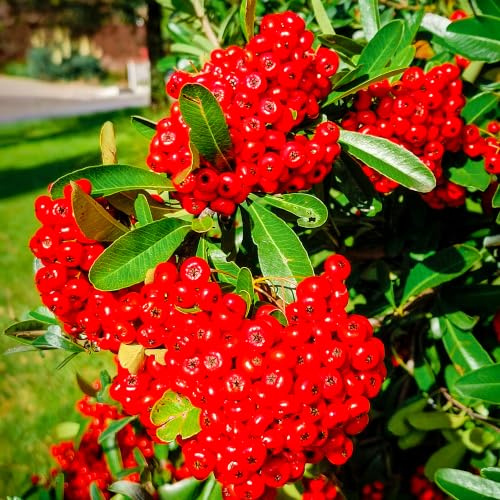 GardenersDream Pyracantha Mohave - Oranger Feuerdorn Winterhart - Kletterpflanzen Winterhart Immergrün - Winterharte Stauden mit Beeren