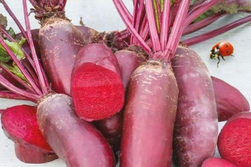 Stk - 30x Rote Bete, Rote Rübe Cylindra EKO - Rübensamen Samen Gemüse Küche KS303 - Seeds & Plants Shop by Ipsa