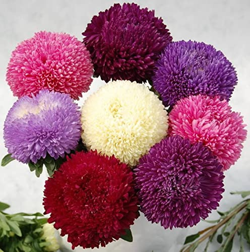 SeedsUP - 100+ Seeds Aster Pompon - Flower Mix