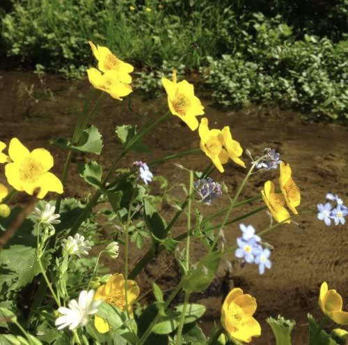 100g Water Margins Wildflower & Grass Seed Mix Wildflower and Grass Seed Mix 20:80 (20sq/m) s/l P2 SLMH