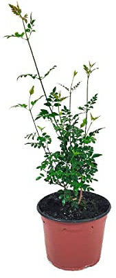 Jazmín Planta Arbustiva Natural con Flores Blancas