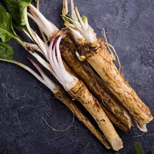 semi di rafano, giardino sul balcone Armatura rustica biologici, varietà antiche, campo aperto raro rialzata per 100pcs