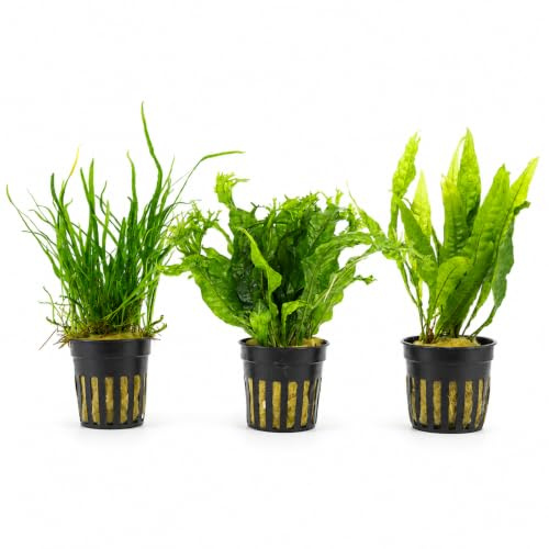 AquaBreedingSkill Lot de 3 Microsorium pour Aquarium – vraies plantes aquatiques vivantes, plantes d’aquarium naturelles pour toutes les zones, plantes faciles d’entretien Java Fern