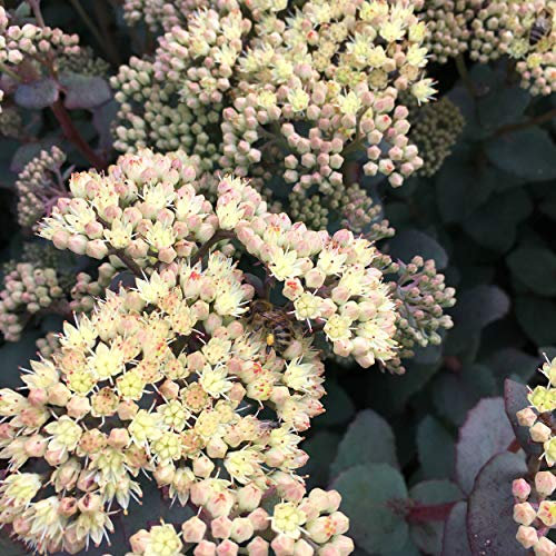 Blumixx Stauden Sedum telephium ssp. ruprechtii – winterharte Fetthenne, creme-zartrosa Blüten, Bienenmagnet, pflegeleicht, mehrjährig, ideal für Beet & Steingarten