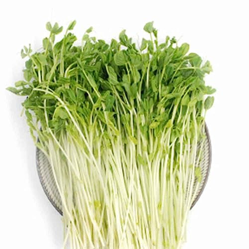 PERZOE 200 piezas de berros nutritivos, semillas de plantas vegetales bonsái de jardín fáciles de cultivar Semillas de berro