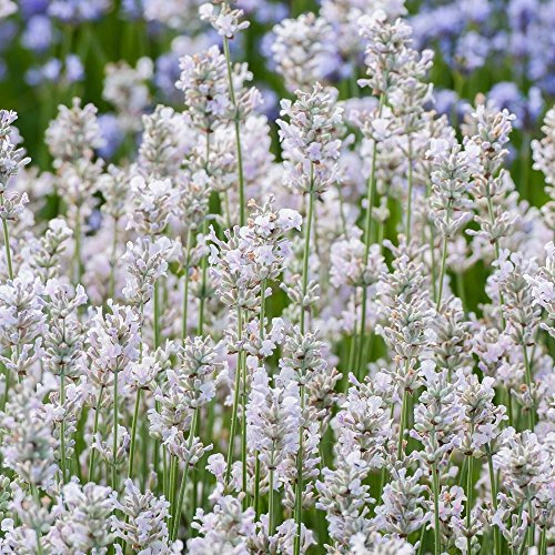 Lavender angustifolia 'Rosea' Pink Lavandula Evergreen Hardy Shrub | 9cm Pot