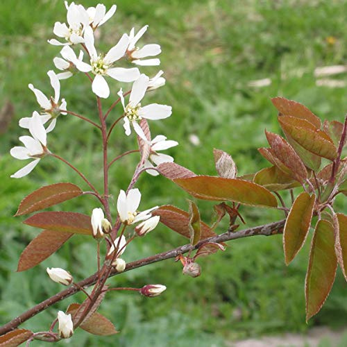 Amelanchier Lamarckii- Amélanchier de Lamarck 60-80 cm en conteneur