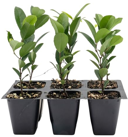6 Carolina Cherry Laurel in 2.5” Nursery Cubes (Prunus caroliniana) | Evergreen Screening Shrub or Small Tree for Hedges, Borders & Wildlife | Ready-to-Plant Live Starter Plants