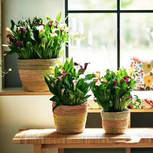 bulbi di calla - Zantedeschia aethiopica - giardino roccioso balcone resistenti tappezzante perenni appartamento esotiche 3pcs
