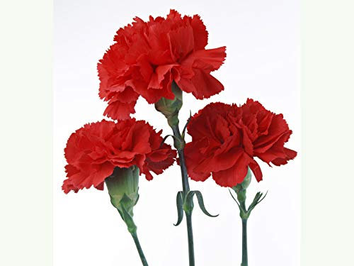 50 Carnation Scarlet Red Seeds - Dianthus Caryophyllus Scarlet Red - 50 Seeds