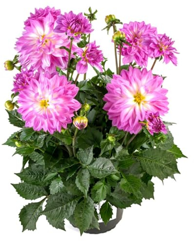 Dalia Natural la Perfección de la Primavera en una Planta