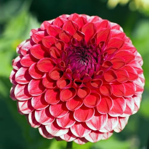 3 piezas bulbos de dalia - primavera de balcon bulbos tempranas bulbo para decoración