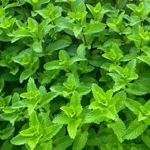 semi di menta resistente - interno tappezzante giardino biologici balcone rare 850pcs