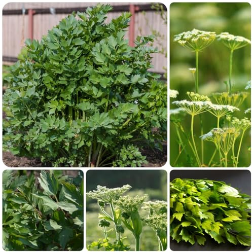 semi di levistico perenne resistente, orto di indoor di levistico biologico cucina dell'orto, selvatiche, 100pcs